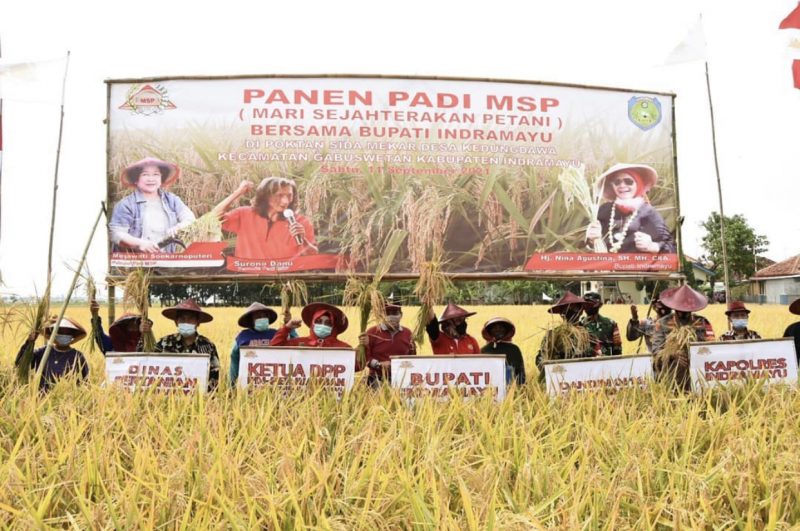 Bupati Nina Agustina lakukan panen padi varietas cisantana di Desa Kedungdawa, Kecamatan Gabuswetan, Indramayu, Jawa Barat, Sabtu (11/9/2021). | sumber: Diskominfo Indramayu.